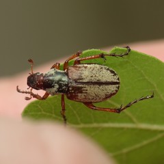 Macrodactylus uniformis