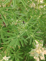 Lupinus arboreus