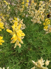 Lupinus arboreus