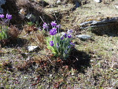 Primula macrophylla