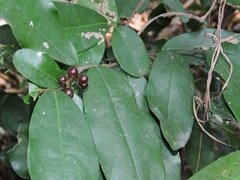 Polyalthia suberosa