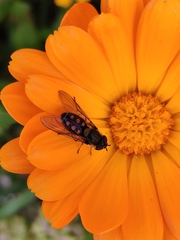 Syrphus octomaculatus