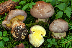 Cortinarius odorifer