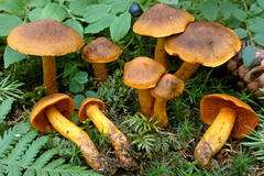 Cortinarius malicorius