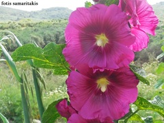 Alcea pallida
