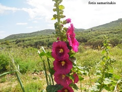 Alcea pallida