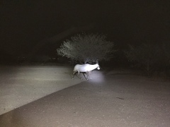 Oryx leucoryx