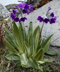 Primula macrophylla