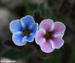 Alkanna sieberi
