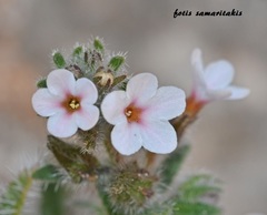 Alkanna sieberi
