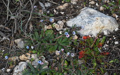 Alkanna sieberi