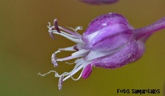 Allium bourgeaui creticum