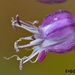 Allium bourgeaui creticum - Photo 由 fotis-samaritakis 所上傳的 (c) fotis-samaritakis，保留部份權利CC BY-NC