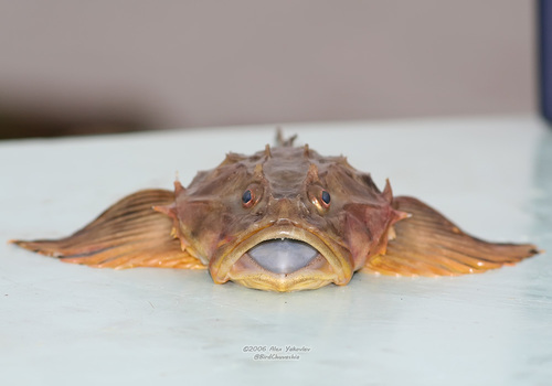 Fourhorn Sculpin