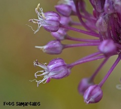 Allium bourgeaui creticum
