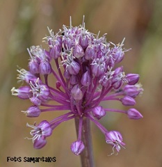Allium bourgeaui creticum