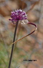 Allium bourgeaui creticum