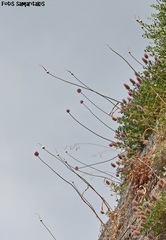 Allium bourgeaui creticum