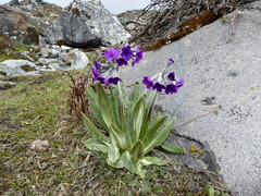 Primula macrophylla