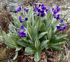 Primula macrophylla