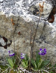 Primula macrophylla