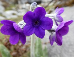 Primula macrophylla