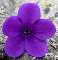 Primula macrophylla