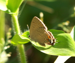 Satyrium kingi