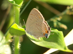 Satyrium kingi