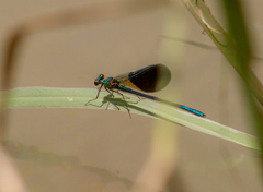 Calopteryx splendens intermedia