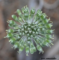 Allium chamaespathum