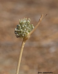Allium chamaespathum