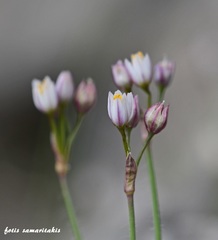 Allium circinatum