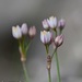 Allium circinnatum circinnatum - Photo (c) fotis-samaritakis, algunos derechos reservados (CC BY-NC), subido por fotis-samaritakis