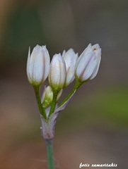 Allium circinatum