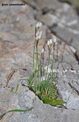 Allium circinatum