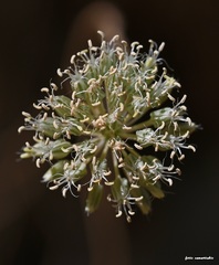 Allium dilatatum