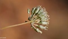 Allium dilatatum