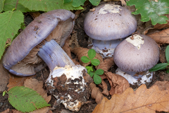 Cortinarius moenne-loccozii