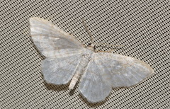 Asthena albulata