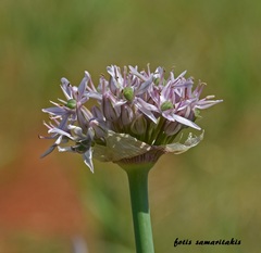 Allium nigrum