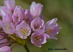 Allium roseum