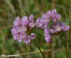 Allium roseum
