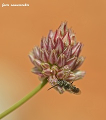 Allium rubrovittatum