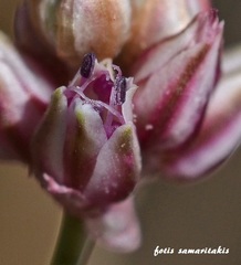 Allium rubrovittatum