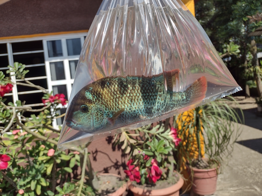 Amatitlan Cichlid