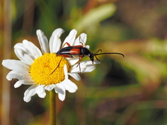 Stenurella jaegeri