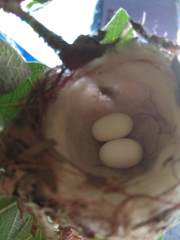 Chlorostilbon lucidus