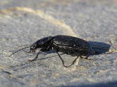 Licinus punctatulus granulatus