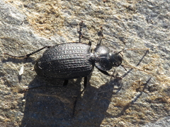 Licinus punctatulus granulatus